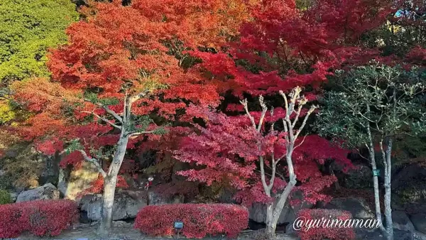 ライトアップ前の夕方に赤く色づく松山城二之丸史跡庭園の紅葉2