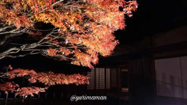 観恒亭（かんこうてい）そばの大モミジが照らされる松山城二之丸光の庭園の紅葉ライトアップ