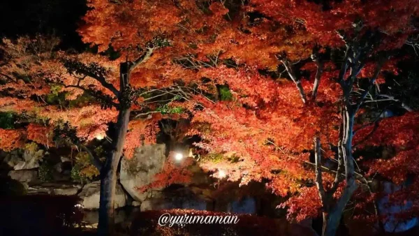 滝と紅葉が幻想的にライトアップされた松山城二之丸光の庭園の夜景
