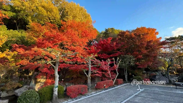 松山城二之丸史跡庭園光の庭園_紅葉1