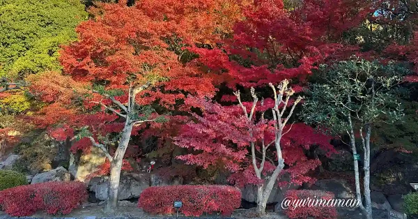 松山城二之丸史跡庭園光の庭園_紅葉2