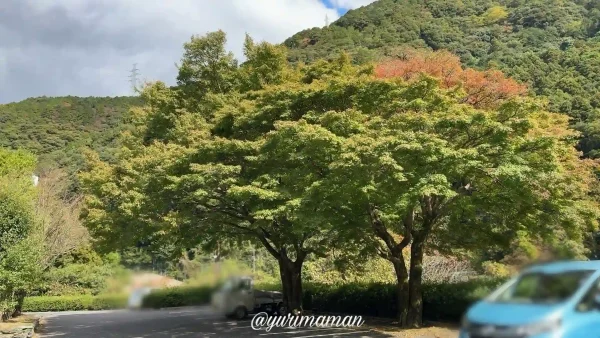 マイントピア別子_駐車場の紅葉2024