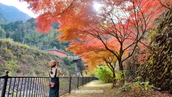 マイントピア別子の紅葉2