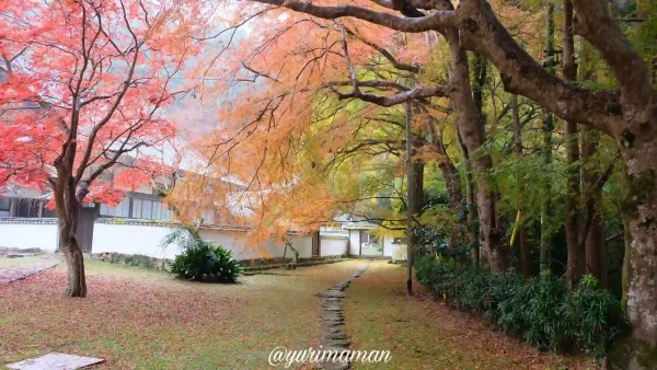 如法寺大洲_見頃は11月下旬から12月上旬