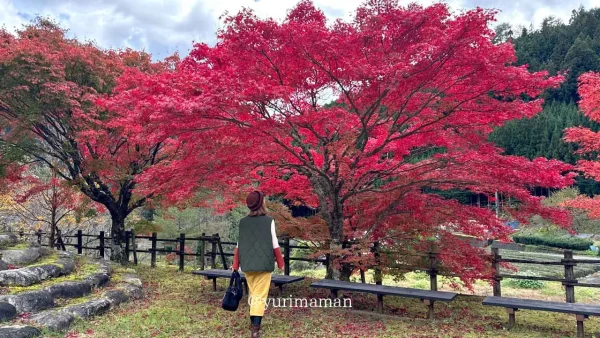 久万高原町おもごふるさとの駅紅葉2
