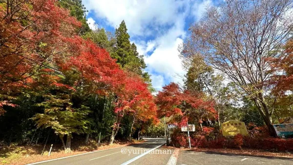 おもごふるさとの駅から面河渓につながる道沿いの紅葉