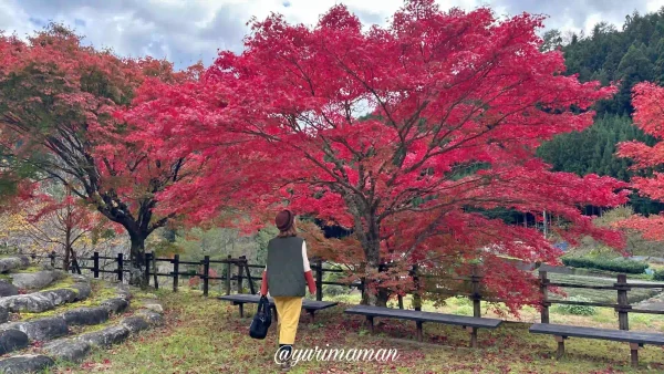 久万高原町おもごふるさとの駅紅葉2