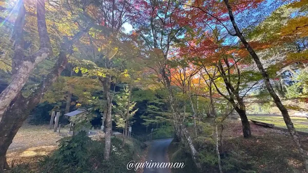 八幡浜市の大元神社_紅葉のトンネル_1