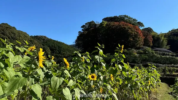 八幡浜市の大元神社近くのひまわり畑