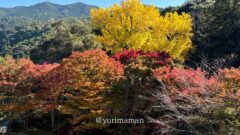 大元神社（八幡浜）紅葉スポットのサムネイル画像
