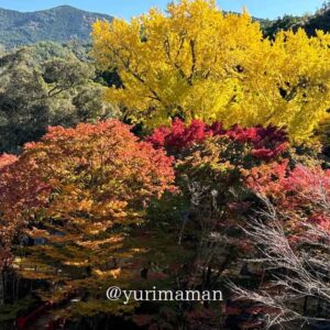 大元神社（八幡浜）紅葉スポットのサムネイル画像