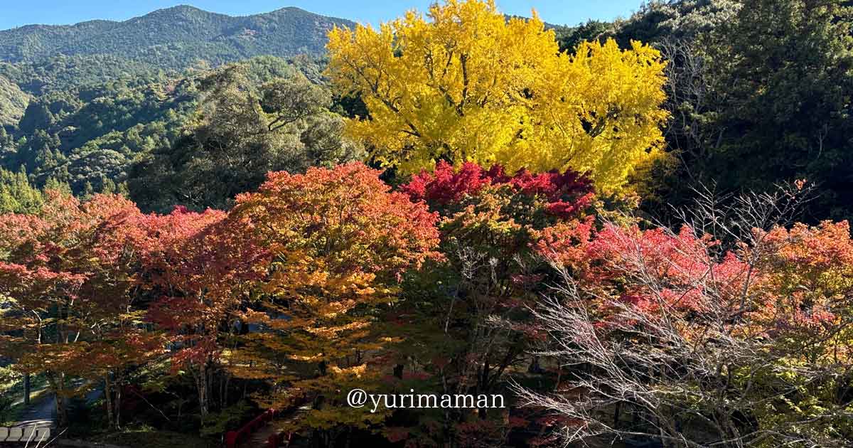 大元神社（八幡浜）紅葉スポットのサムネイル画像