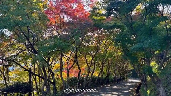 宇和島・内子紅葉スポットドライブまとめ