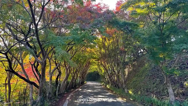 龍王公園の色づき始めたもみじのトンネル（2024年秋）