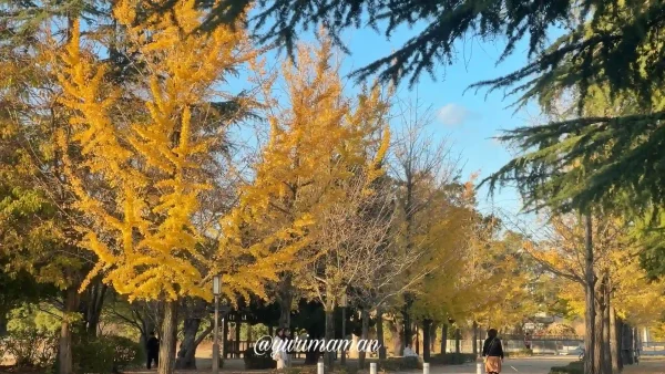 堀之内城山公園_イチョウ並木1