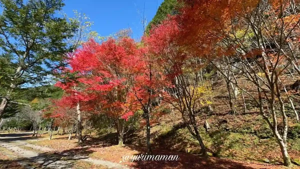 住友林業交流之森の紅葉2 - ゆりママんブログ 住友林業交流之森の紅葉2