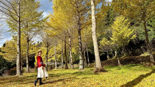愛媛紅葉イチョウの木スポットまとめ