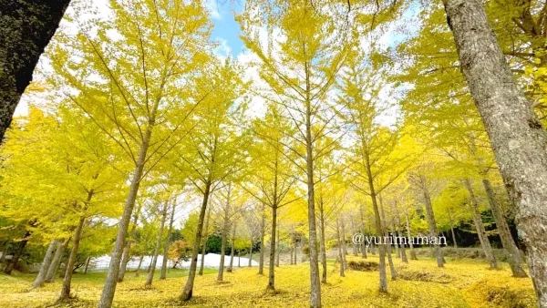 高野展望台(久万高原町)イチョウの木のスポット1 - ゆりママんブログ 高野展望台(久万高原町)イチョウの木のスポット1