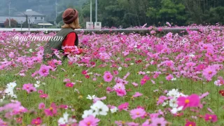 恋泉畑と河之内地区のコスモス_サムネイル画像