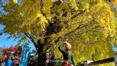 砥部町の紅葉ドライブコース｜サムネイル画像