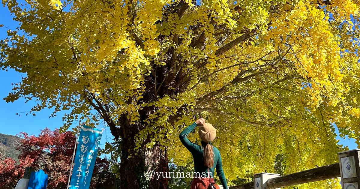 砥部町の紅葉ドライブコース｜サムネイル画像