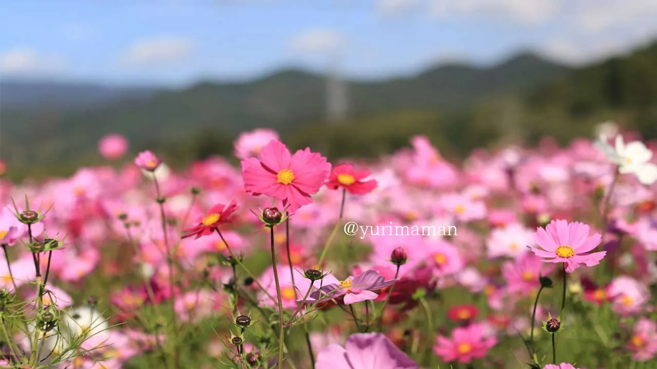 東温市河之内「雨滝音田の棚田」に咲くコスモス畑の風景。秋晴れの空と山あいに広がる棚田が美しい1 - ゆりママんブログ 東温市河之内「雨滝音田の棚田」に咲くコスモス畑の風景。秋晴れの空と山あいに広がる棚田が美しい1