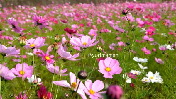 東温市河之内の棚田で咲くピンクと白のコスモスの花。秋風にゆらめく姿が可愛らしい。3