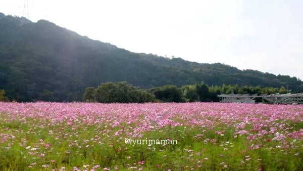 東温市河之内の棚田で咲くピンクと白のコスモスの花。秋風にゆらめく姿が可愛らしい。2