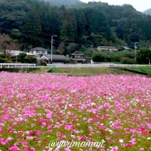 東温市河之内「雨滝音田の棚田」に咲くコスモス畑｜サムネイル画像