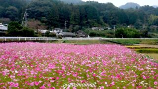東温市河之内「雨滝音田の棚田」に咲くコスモス畑｜サムネイル画像