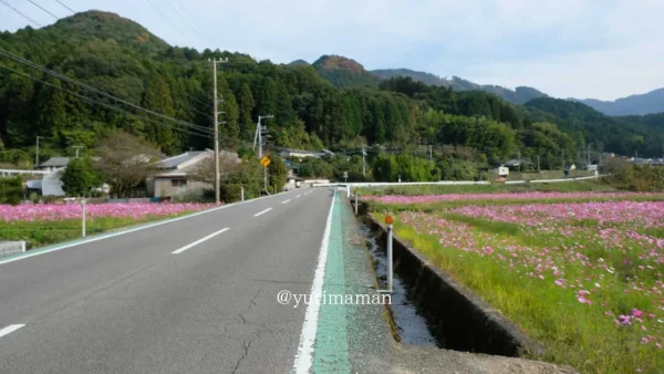 国道494号線沿いから見える東温市河之内「雨滝音田の棚田」のコスモス畑。ドライブ中にも楽しめる絶景。