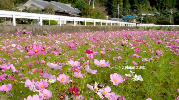 東温市河之内の棚田で咲くピンクと白のコスモスの花。秋風にゆらめく姿が可愛らしい。1
