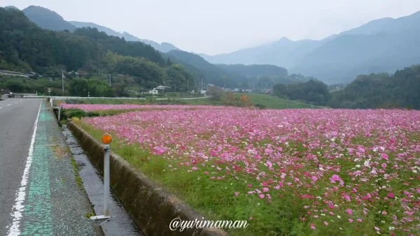 東温市河之内「雨滝音田の棚田」に咲くコスモス畑の風景。秋晴れの空と山あいに広がる棚田が美しい2