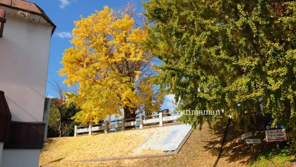砥部町「陶祖ヶ丘」イチョウの木見頃の様子2