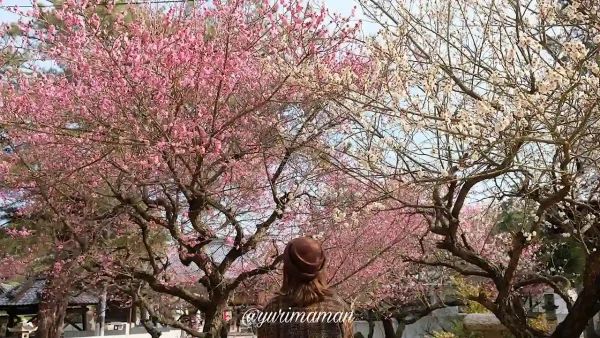 綱敷天満神社の梅の花