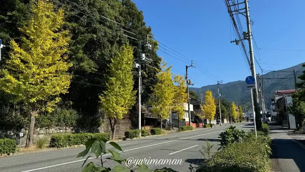 宇和島城周辺のイチョウ並木