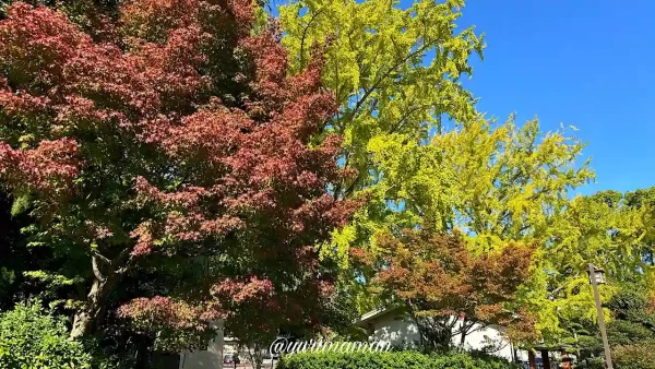 和霊神社の隣にある和霊公園のイチョウとモミジの木