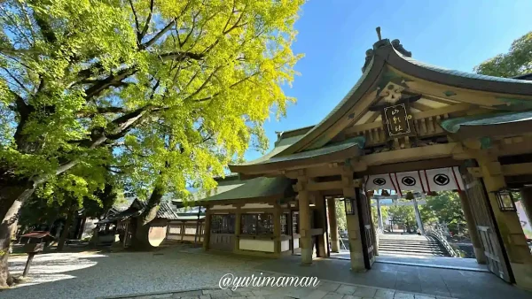 和霊神社の色づき始めたイチョウと境内の景色（2024年秋）2