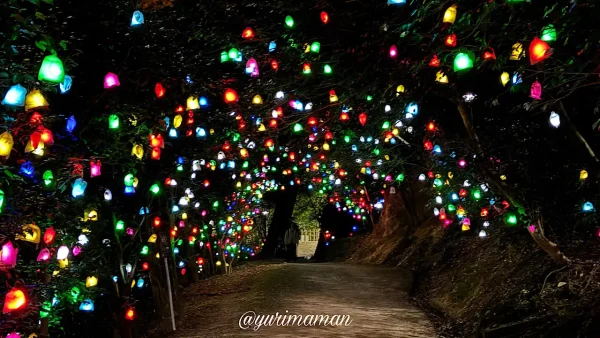 道後公園のひかりの実トンネル。カラフルなLEDが輝く幻想的な光景