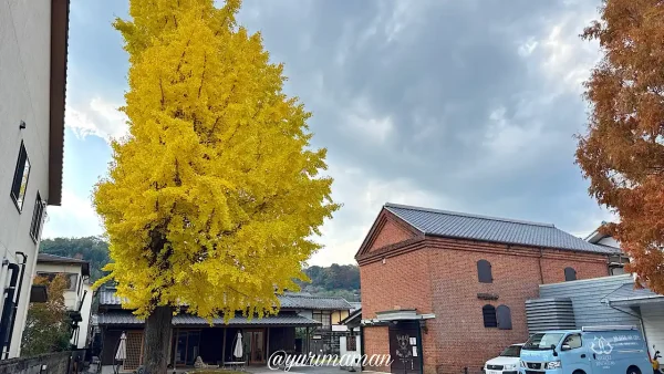 臥龍煉瓦倉庫とイチョウの木の紅葉