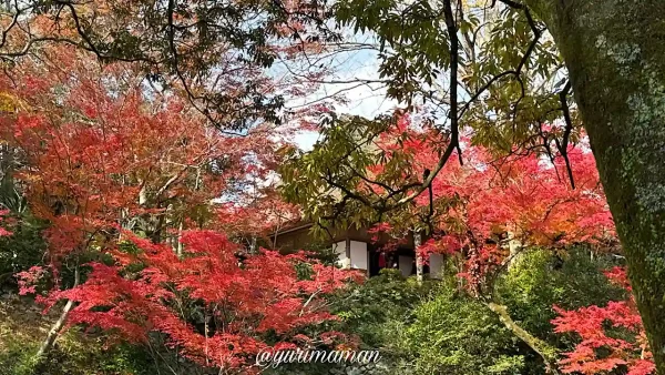 大洲市_臥龍山荘の紅葉が見頃