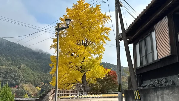 大洲市_臥龍山荘近くにある大イチョウの木も紅葉