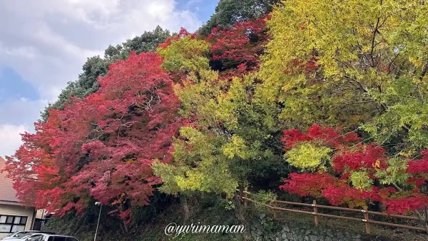 亀山公園・臥龍温泉隣の紅葉が見頃