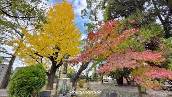 香園寺の鐘楼と黄色いイチョウの紅葉が広がる風景