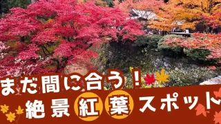 まだ間に合う！絶景紅葉スポットのサムネイル画像 - 真っ赤に色づいた紅葉が美しいスポットを紹介