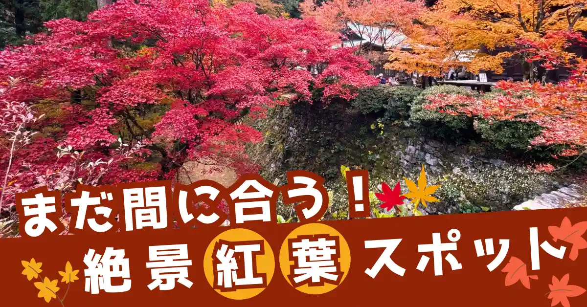 まだ間に合う！絶景紅葉スポットのサムネイル画像 - 真っ赤に色づいた紅葉が美しいスポットを紹介