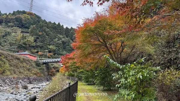 マイントピア別子の川沿い散策路と紅葉が進んだ木々の風景