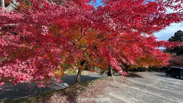 西山興隆寺の駐車場周辺に広がる紅葉した木々