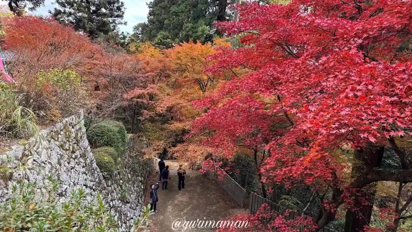 西山興隆寺の石段と真っ赤な紅葉が美しい風景