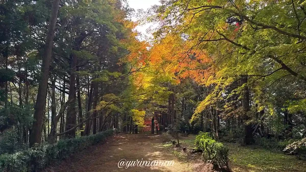 大洲市「如法寺」のもみじの紅葉はまだまだ緑が多め